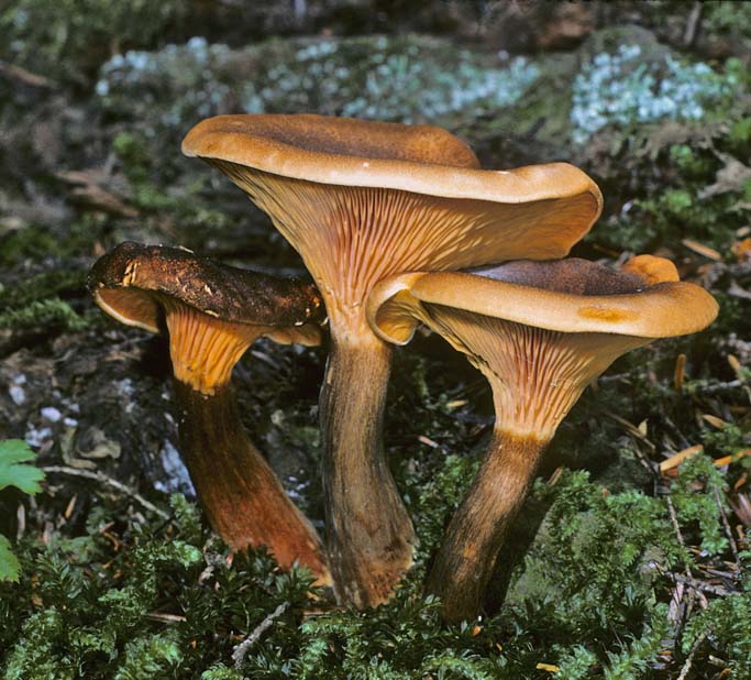 Hygrophoropsis aurantiaca